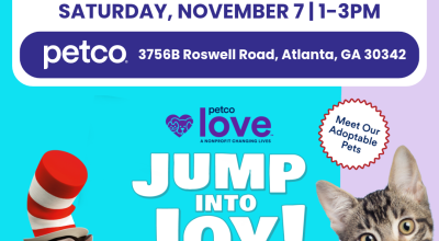  Kitten Adoptions at  Petco Buckhead | November 7th