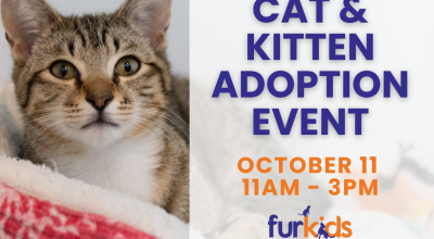 Cat and Kitten Adoption Event at Furkids East Cobb Oct 11