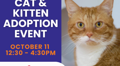 Cat and Kitten Adoption Event at Petsmart on Peachtree Rd Oct 11
