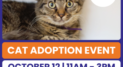 Cat Adoption Event at Mall of Georgia  Petsmart