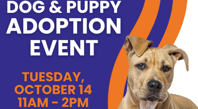 Dog and Puppy Adoption event at Lincoln Property Company!