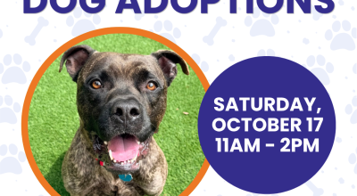Dog Adoptions at Perimeter Mall - Oct 17