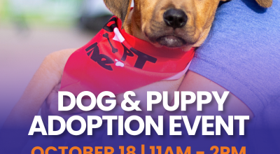Dog and Puppy Adoptions at Perimeter Mall! (adoption event)