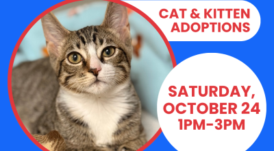 Cat & Kitten Adoptions at PetSmart Buckhead