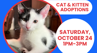 Cat & Kitten Adoptions at PetSmart Johns Creek Oct 24