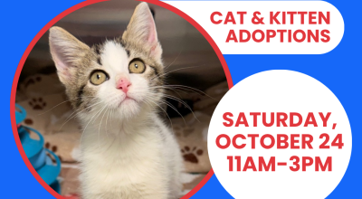 Cat & Kitten Adoptions at PetSmart Mall of Georgia October 24th