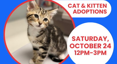 Cat & Kitten Adoptions at PetSmart Perimeter Oct 24