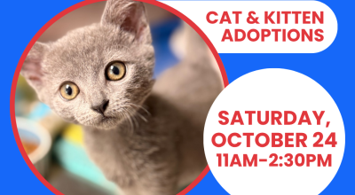 Cat & Kitten Adoptions at PetSmart Woodstock October 24th