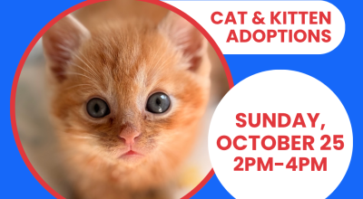 Cat & Kitten Adoptions at PetSmart Buckhead October 25th