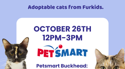 Buckhead Petsmart Adoption Event (Cats & kittens)