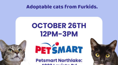 Northlake PetSmart Adoption Event (Cats and Kittens)