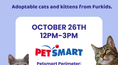 Perimeter Petsmart (Kittens and Cats) Adoption Event