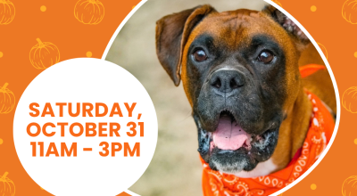 Dog Adoptions at Rescue Dog Games