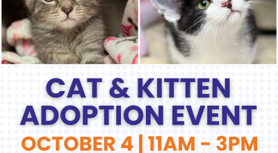 Cat and Kitten Adoption Event at Furkids East Cobb