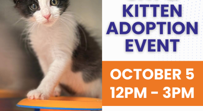 Cat and Kitten Adoption Event at Petsmart Woodstock