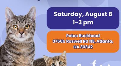 Cat & Kitten Adoption Event at Petco Buckhead (Aug 8)