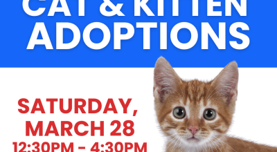 Cat & Kitten Adoptions PetSmart  Buckhead