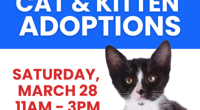 Cat & Kitten Adoptions at PetSmart - Mall of Georgia