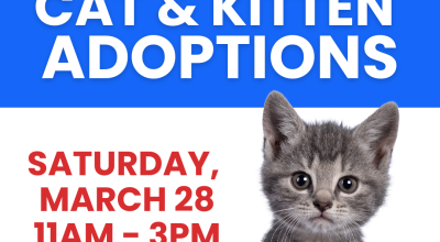 Cat & Kitten Adoptions at Petsmart Midtown