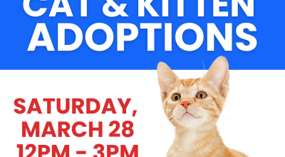 Cat & Kitten Adoptions PetSmart Northlake