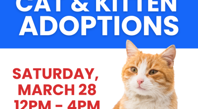 Cat & Kitten Adoptions at Petsmart Peachtree Corners