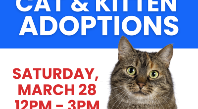 Cat & Kitten Adoptions at PetSmart Perimeter