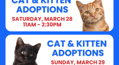 Cat & Kitten Adoptions PetSmart Woodstock