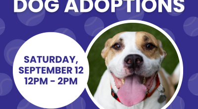 Dog Adoption Event at Petco Milton - (Sept 12)