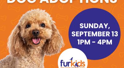 Dog Adoptions at Halcyon Forsyth (Sept 13)