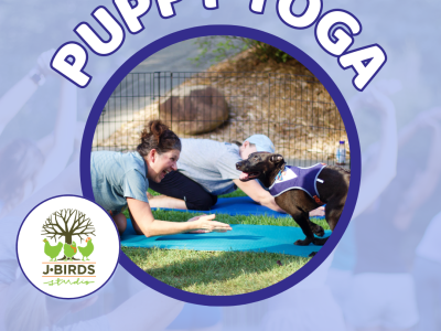 Puppy Yoga at Furkids HQ