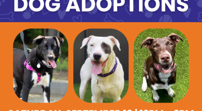 Dog Adoptions at Hollywood Feed Roswell - (Sept 19)