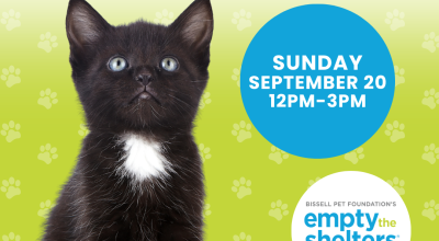 Cat & Kitten Adoption Event at Petsmart Woodstock September 20