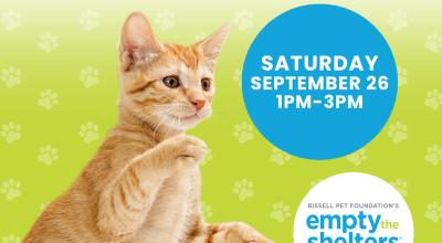 Cat & Kitten Adoptions at PetSmart Johns Creek