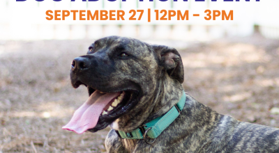 Dog Adoption Event Petsmart in Alpharetta