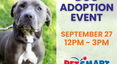 Dog Adoption Event Petsmart in Suwanee