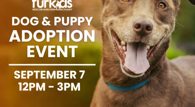 Dog and Puppy Adoption Event at Petsmart Roswell Dog and Puppy Adoption Event at Petsmart Roswell