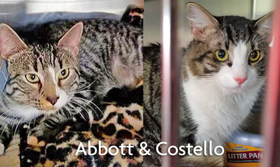 A TransFUR Coalition Success Story - Abbott & Costello’s Journey