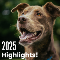 10 Furkids Highlights That Made 2025 Unforgettable