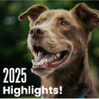 10 Furkids Highlights That Made 2025 Unforgettable