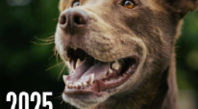 10 Furkids Highlights That Made 2025 Unforgettable