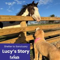 From Shelter to Sanctuary: Lucy’s Story