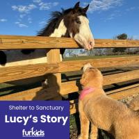 From Shelter to Sanctuary: Lucy’s Story