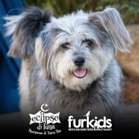  Fate, a Fallen Leaf, and a Very Good Dog: Meet Our Newest Sponsor, Eclipse di Luna