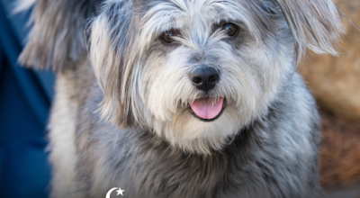 Fate, a Fallen Leaf, and a Very Good Dog: Meet Our Newest Sponsor, Eclipse di Luna