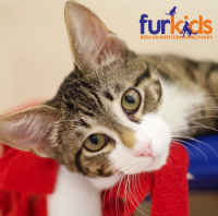 Fighting FIP: A story of hope & healing at Furkids.