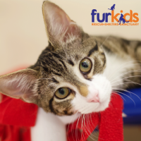 Fighting FIP: A story of hope & healing at Furkids.