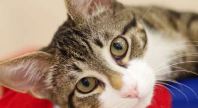 Fighting FIP: A story of hope & healing at Furkids. Fighting FIP: A story of hope & healing at Furkids.