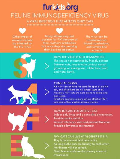 Open Your Home — and Your Heart — to an FIV+ Cat