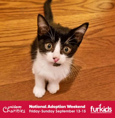 It’s a BOGO on Kittens and Cats this Weekend at Furkids in PetSmart!