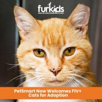 Breaking Down Barriers: PetSmart Now Welcomes FIV+ Cats for Adoption!